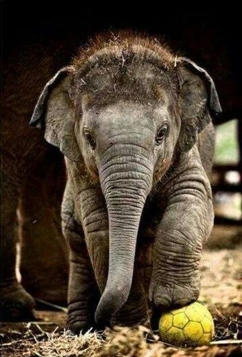 I slonići vole nogomet