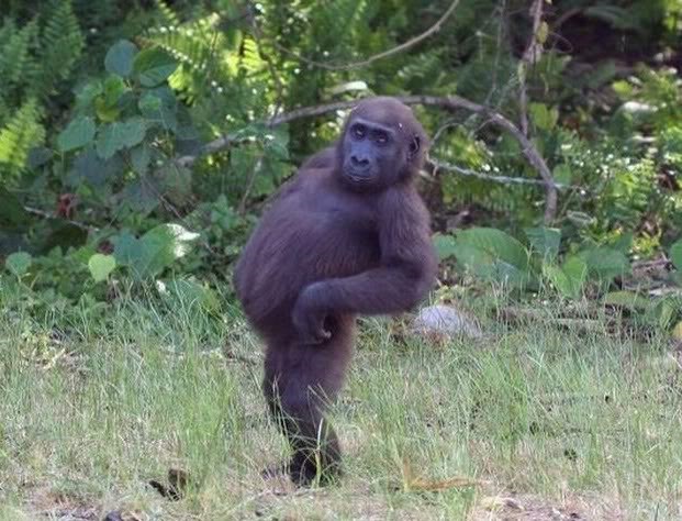 Svaka inteligentna vrsta kad-tad evoluira škembu