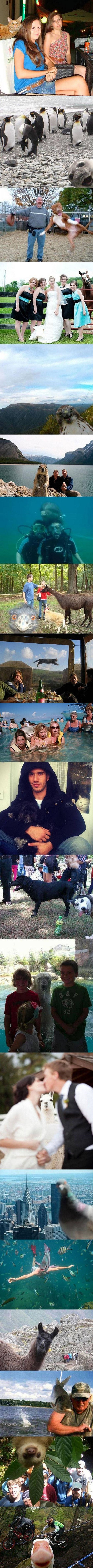 Ove su životinje u pravi trenutak uletjele ljudima u kadar i apsolutno uljepšale njihove fotke