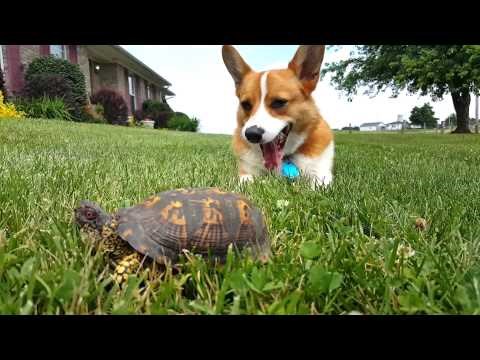 VIDEO Pas je mirno ležao na travi, a onda je shvatio da ono kraj njega nije kamen