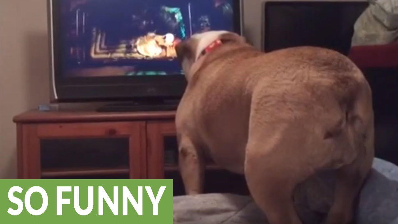 Ovaj psić ima najbolju reakciju na horor film