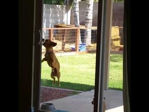 VIDEO Odlučni pasonja nije odustao sve dok nije sam otvorio ulazna klizna vrata!