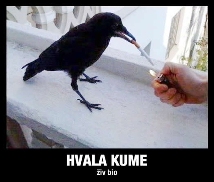 Vrane postale dovoljno pametne da se odaju paklu ovisnosti