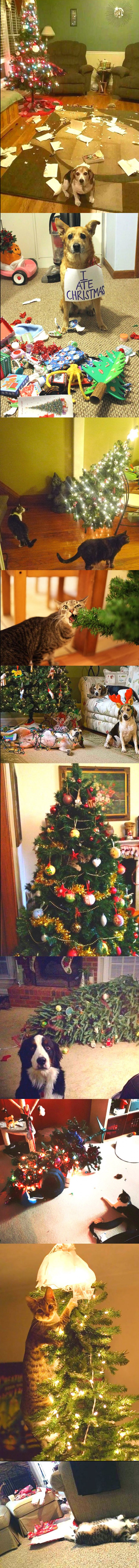 Ove životinje jednostavno ne mogu podnijeti Božić