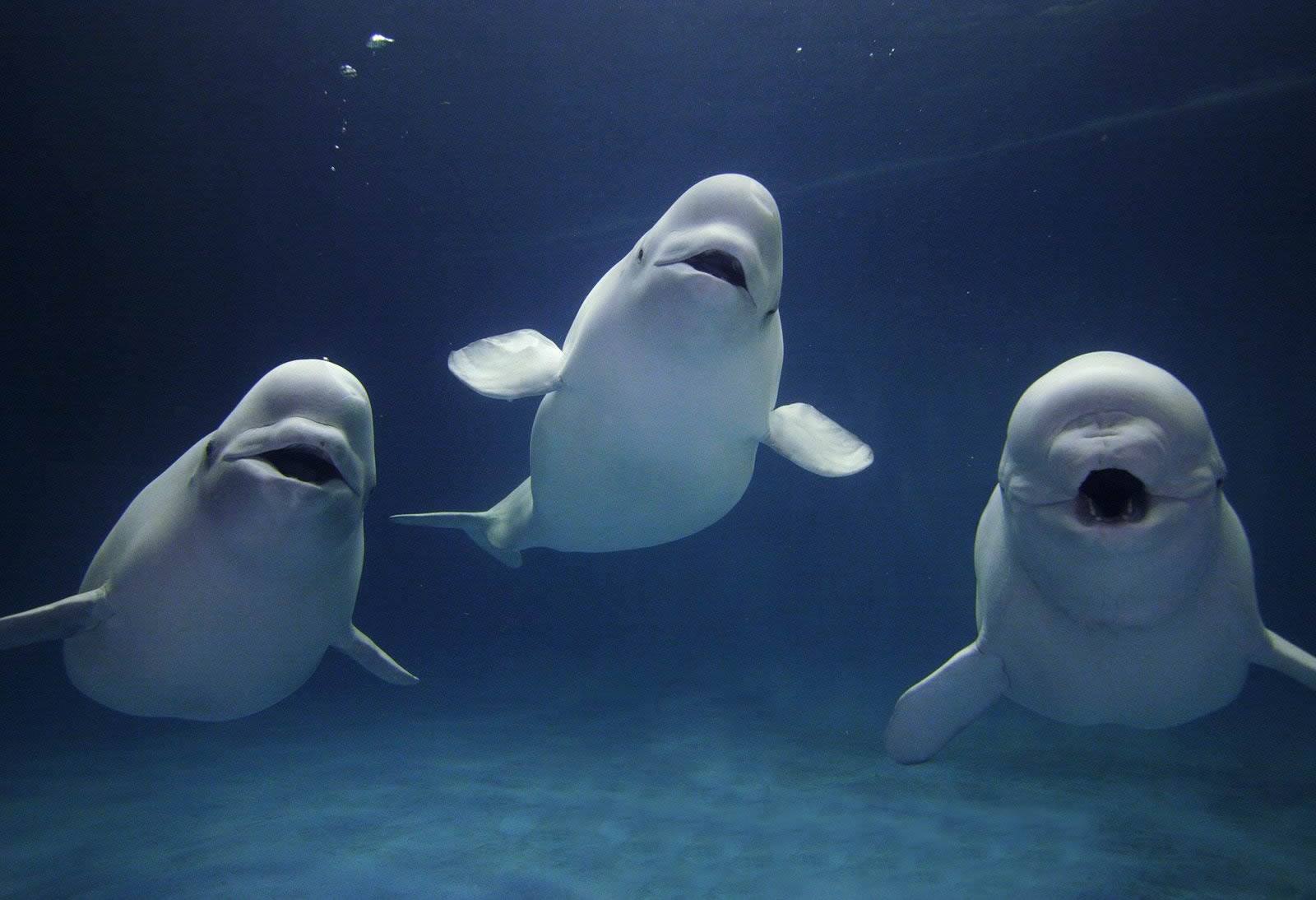 Beluga kitovi zapjevali jednu klapsku