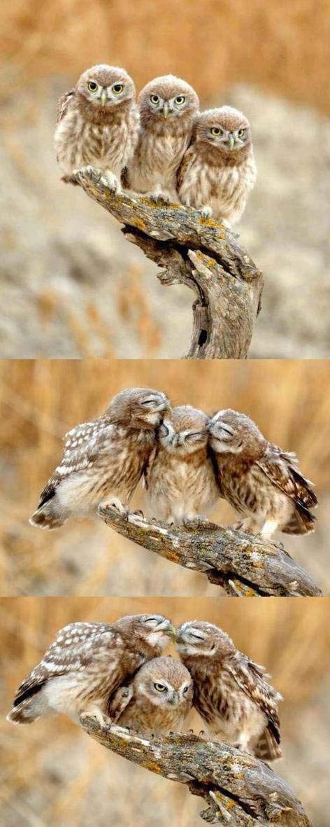 Mrzovoljna sova izbjegava izljeve emocija