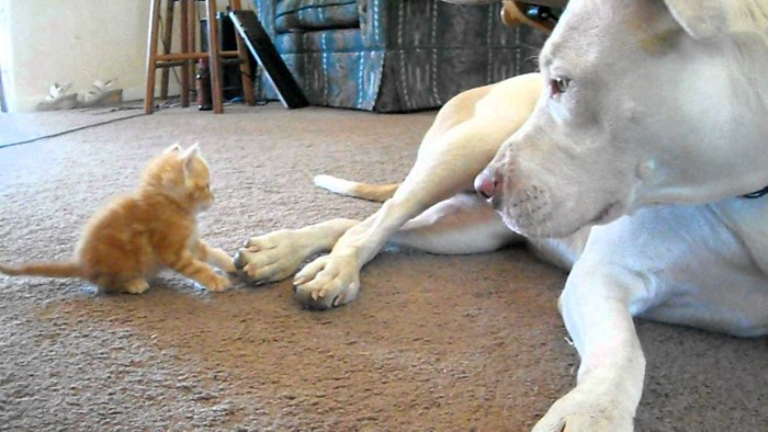 Mala maca upoznaje velikog pit bulla, ovakvu reakciju nitko nije očekivao!