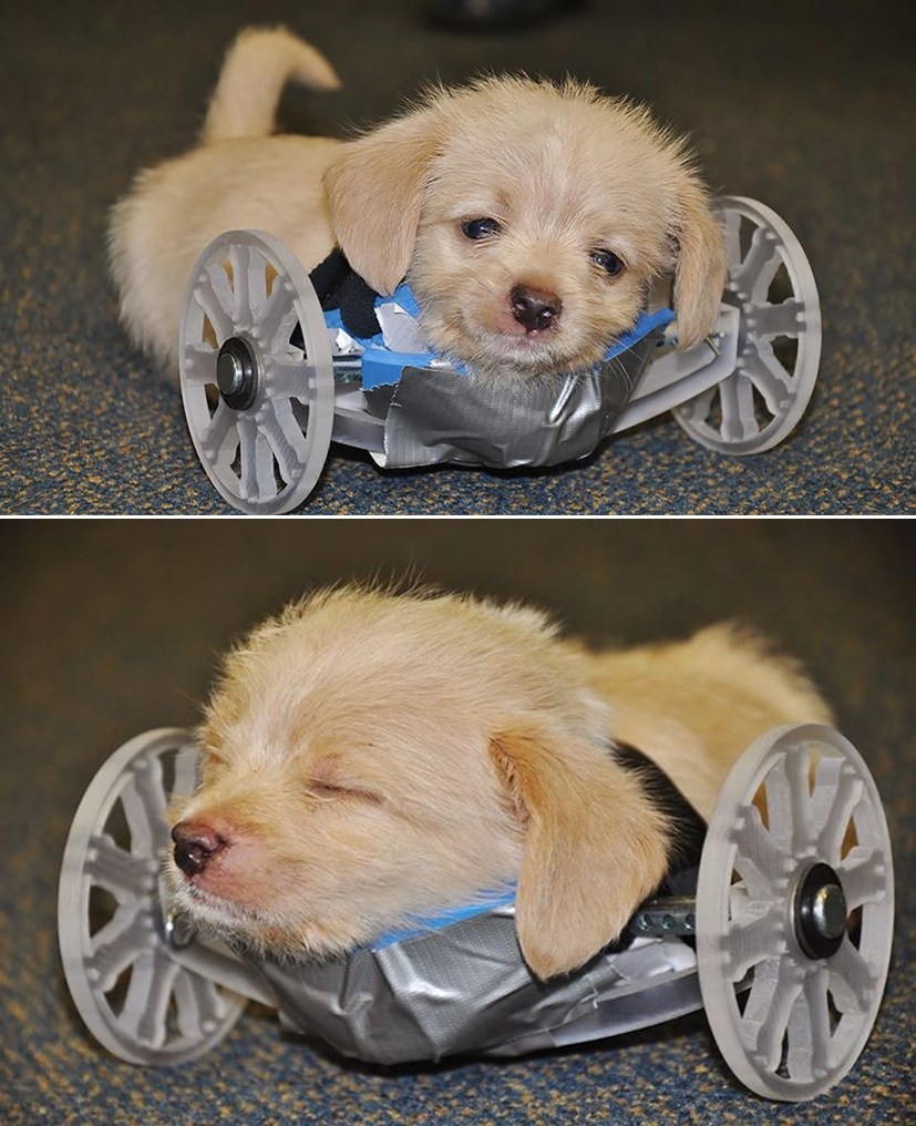 Medeni dvonogi psić donio na servis nova 3D printana kolica