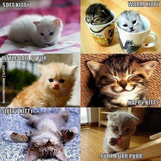 Neodoljiva lica malih mačjih zločestoća