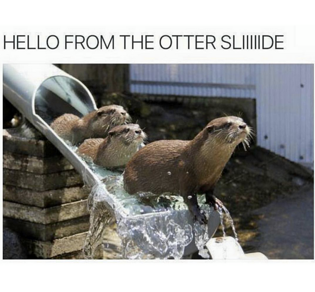 Ljudi navalili na vidre kao kućne ljubimce