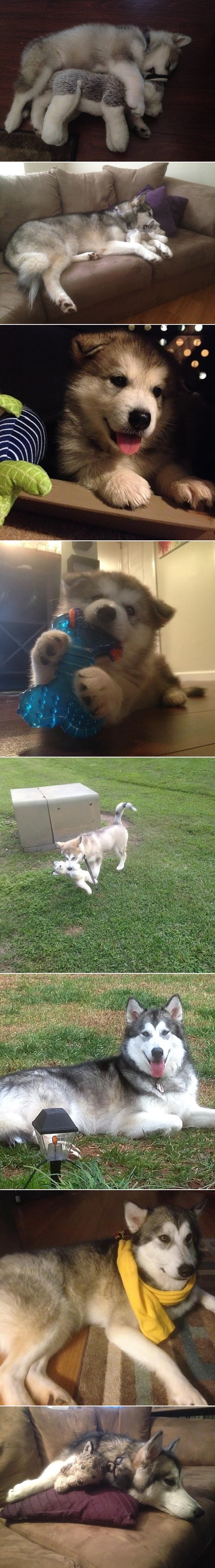 Ovaj je pas u životu uništio sve svoje igračke - osim jedne