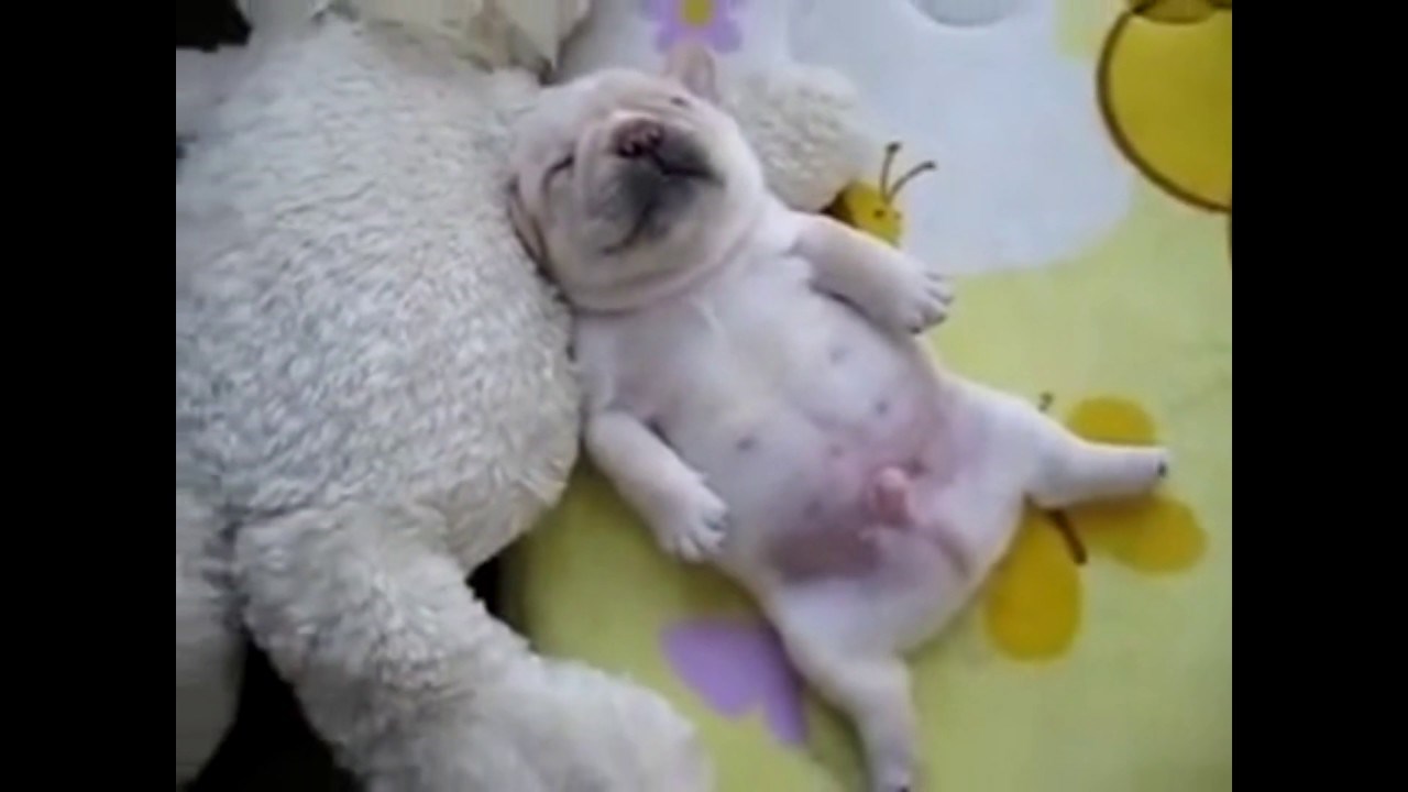 Najslađi video dana: Štene buldoga zaspalo na leđima kraj plišanog medvjedića 
