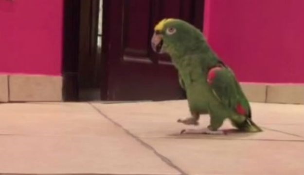 ČLANAK: Poslušajte papagaja sa smijehom negativca iz crtića