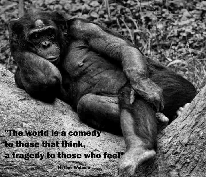 Svijet je pomalo jadno mjesto, ako nisi budala