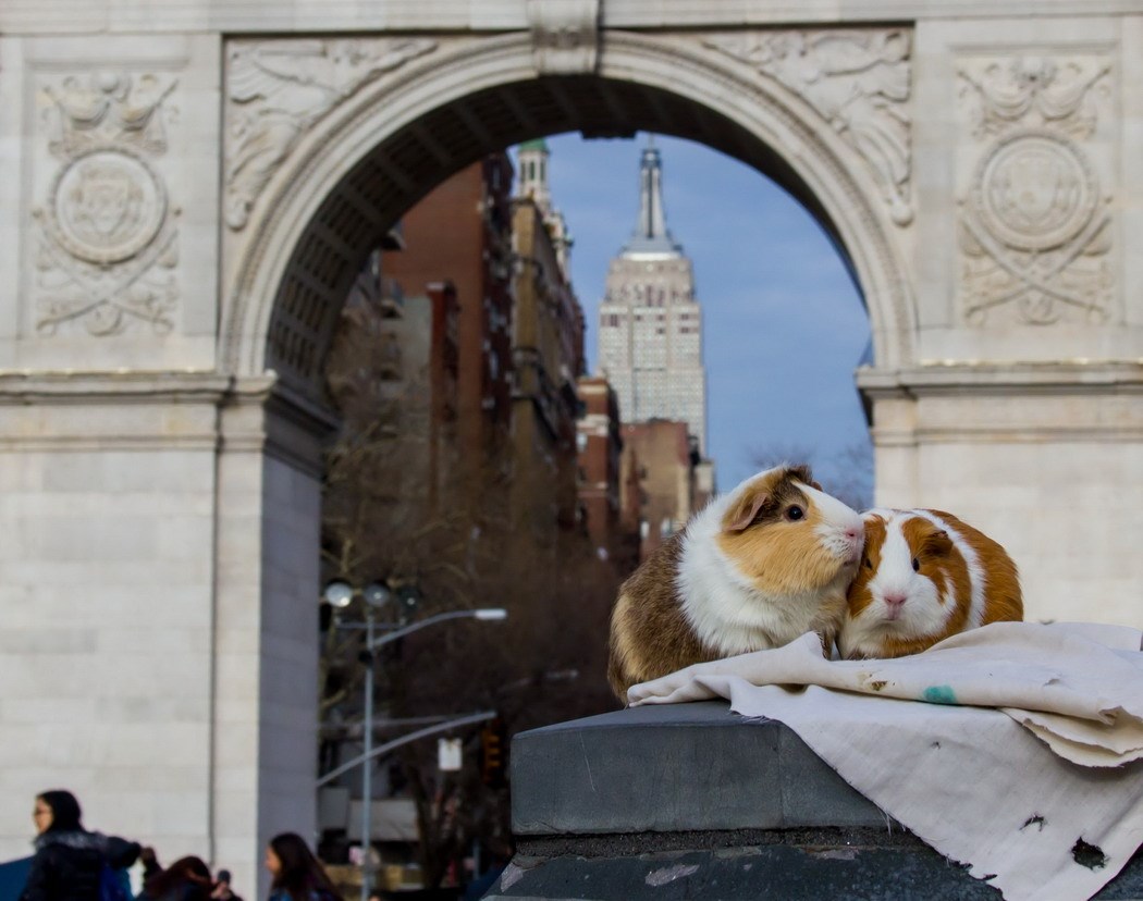 Zamorac i zamorčica na romantičnom proputovanju