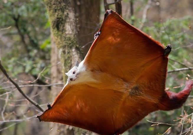 Leteća vjeverica ili flafi šišmiš?