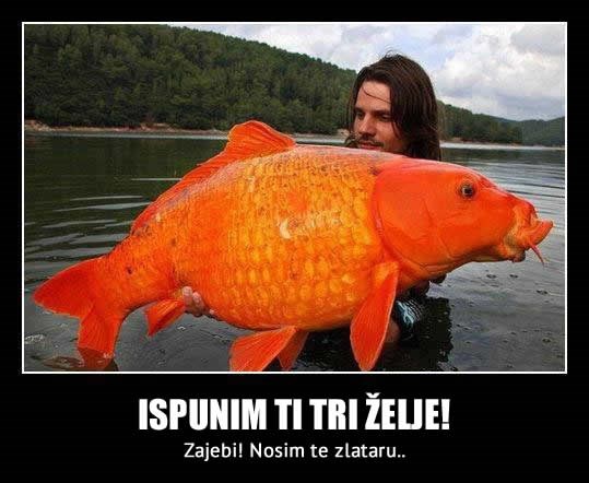 Hrvat i zlatna ribica