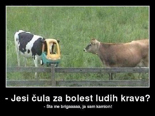 Srećom je izbjegla kravlje ludilo