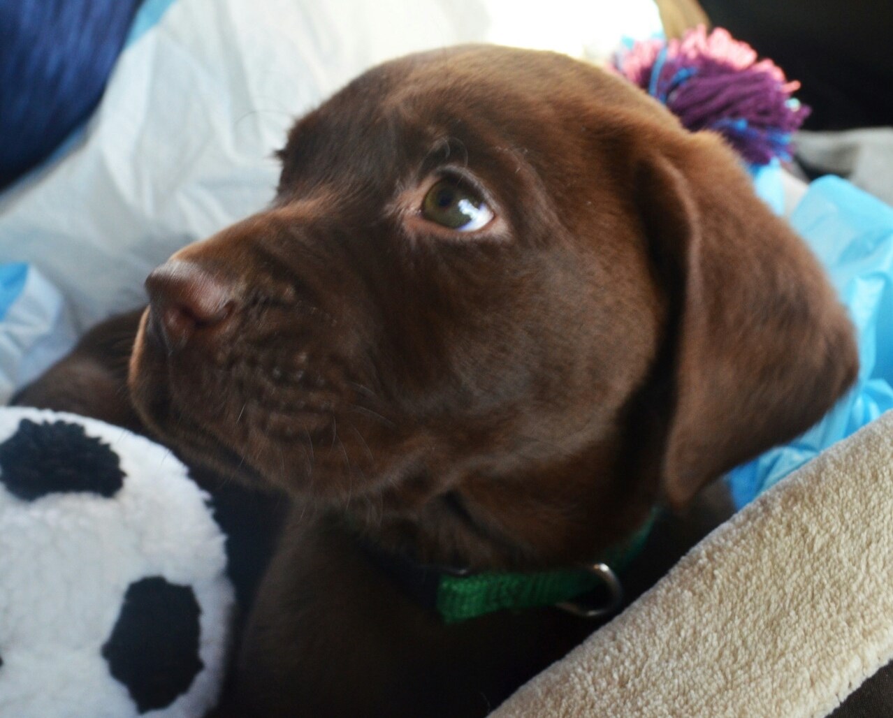 Pokušaj odoljeti ovoj slatkoći