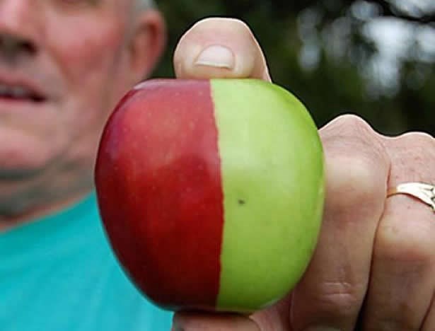 Predomislila se na pola puta