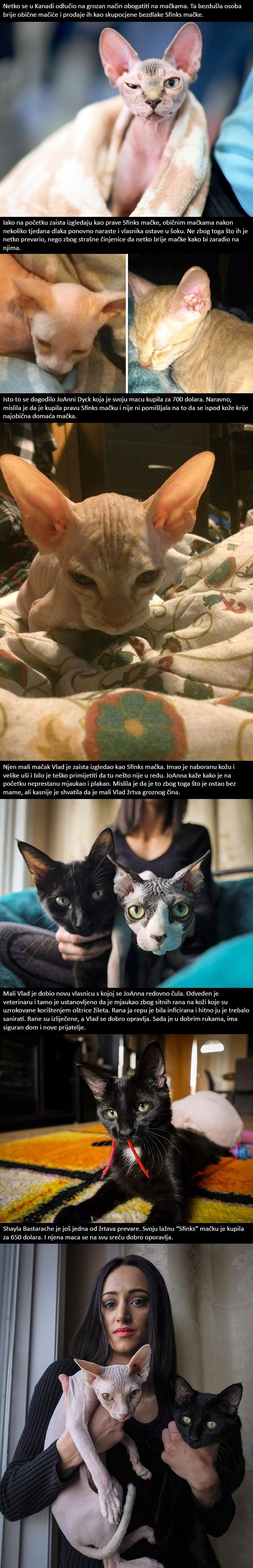 Žena je ostala šokirana kada je shvatila da je njena kupljena Sfinks mačka zapravo obična obrijana maca