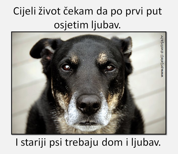 Sve životinje trebaju ljubav i topli dom