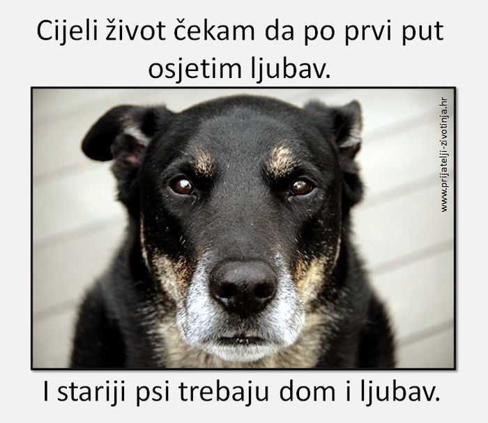 Sve životinje trebaju ljubav i topli dom