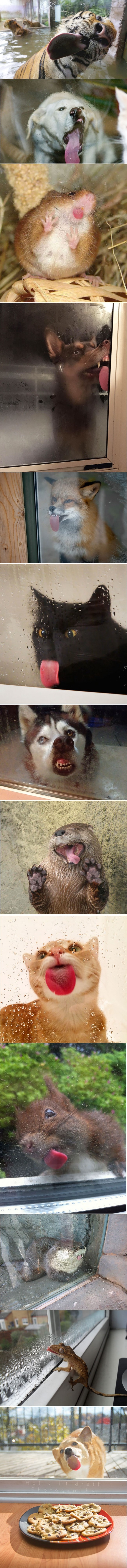 Smiješne fotografije životinja koje ližu prozorska stakla