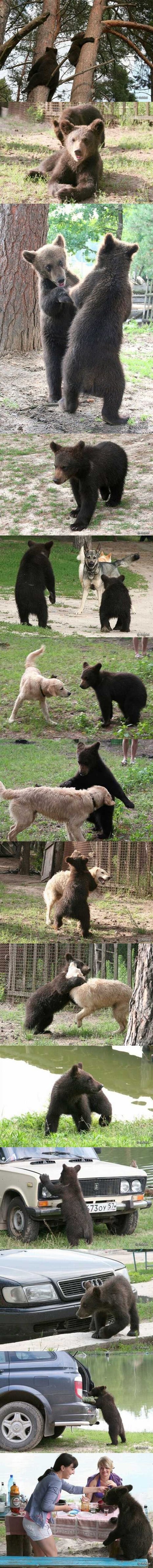 priča malog mede..nakon što mu je dosadilo stalno visiti po šumi, jednostavno se zaputio pronaći nove prijatelje..