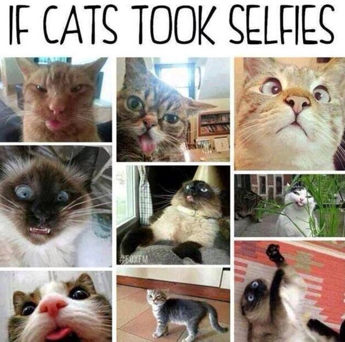 Kad bi mačke znale što je selfie