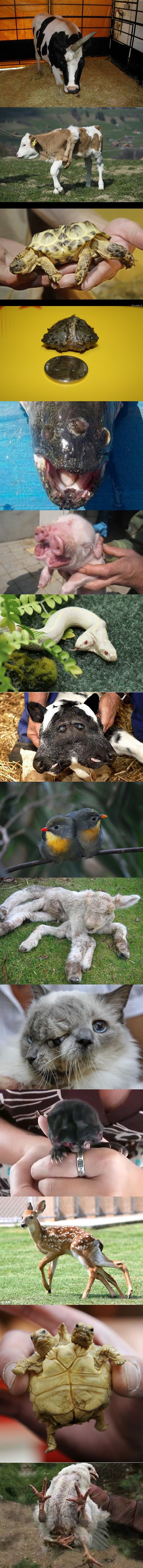 Životinje s dvije glave: Ponekad i Priroda griješi