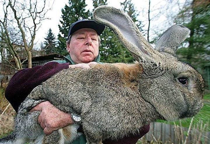 Najveći zec na svijetu: "Čudovište" veličine odojka