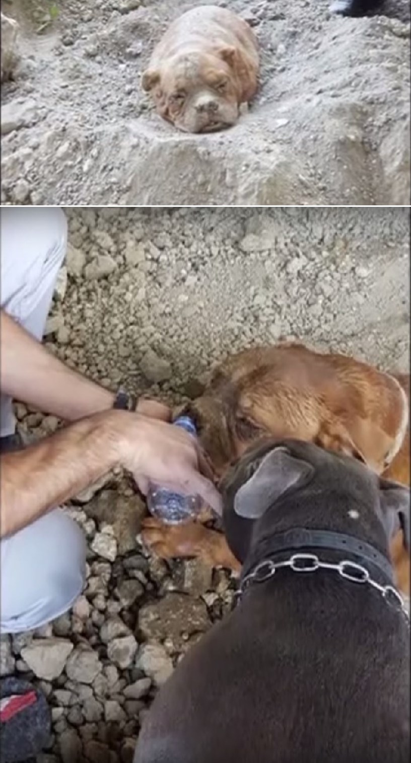 Smeće od čovjeka zakopalo psa živog, ljudi vlasnika žele mrtvog