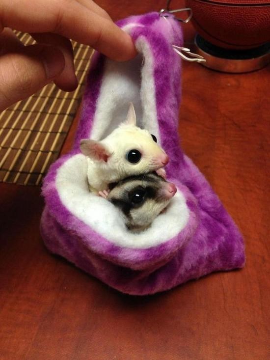 Preslatki bebači: Znate li koje su ovo životinjice?