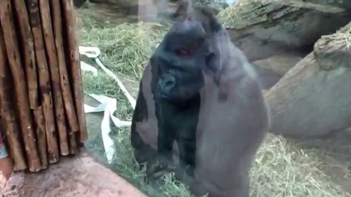 VIDEO: Gorila iskvario dijete - naučio klinku kako "dizati srednjaka"!