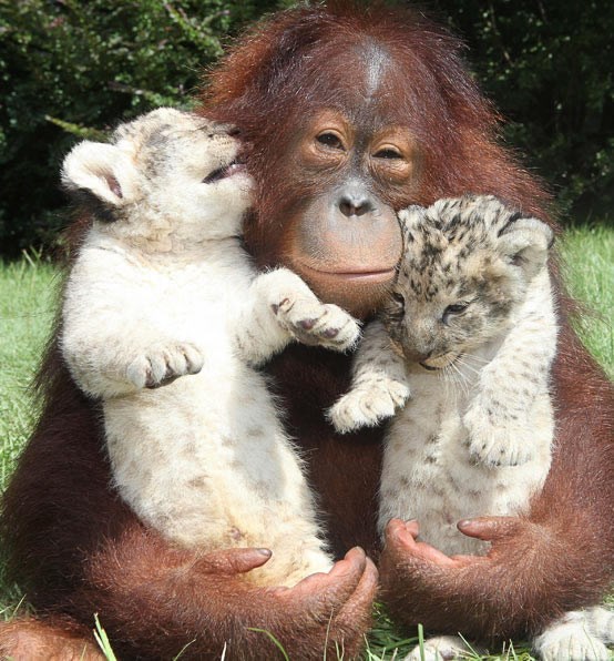 Orangutan posvojio napuštene tigriće