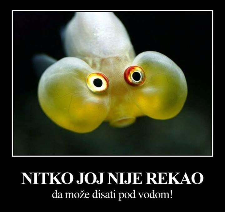 Ribica zaboravila da ima škrge