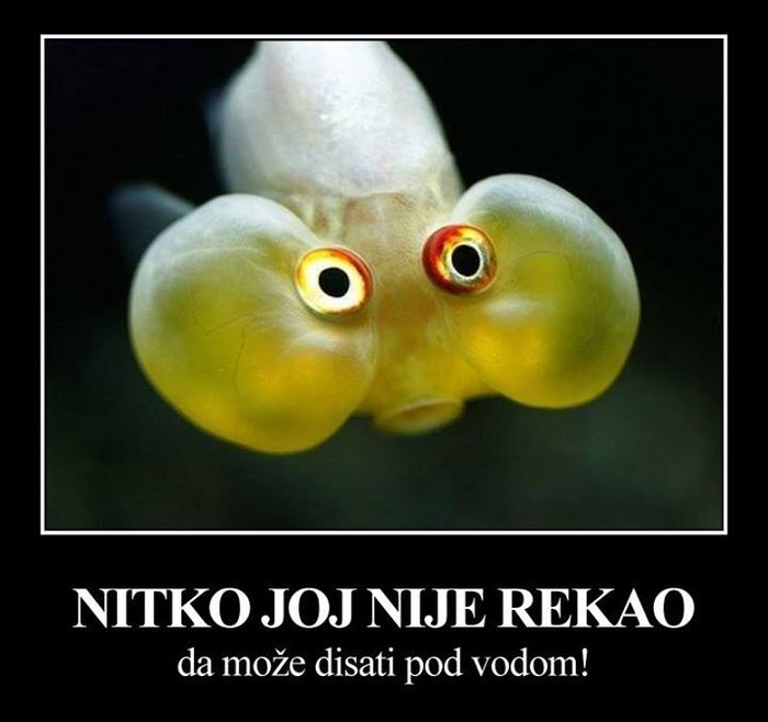 Ribica zaboravila da ima škrge