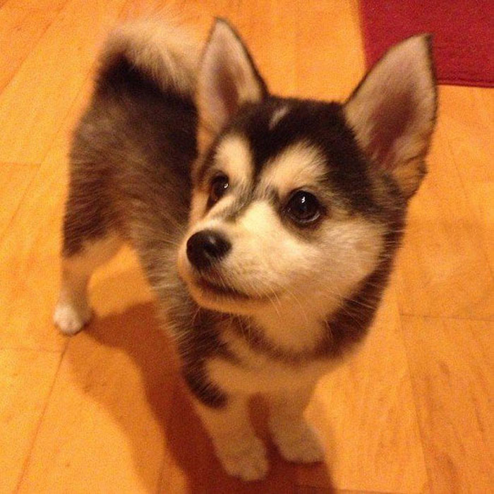 Corgsky: Najslađi mix korgija i haskija