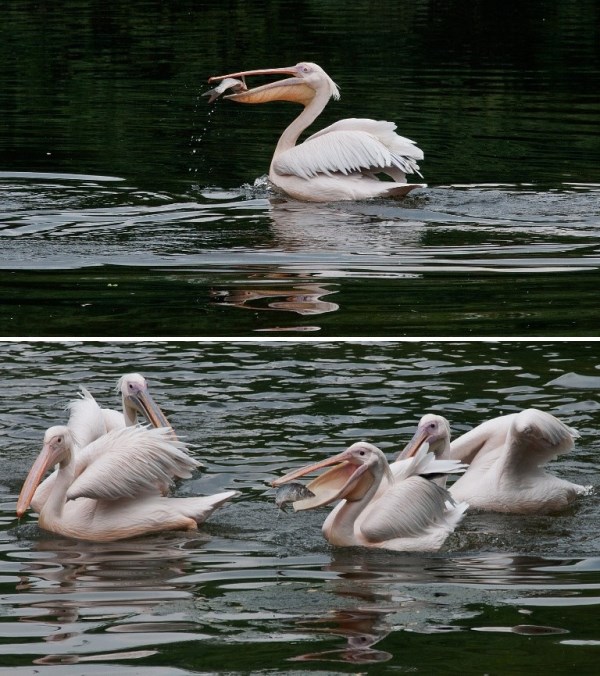 Ružičasti pelikani u lovu na klopu