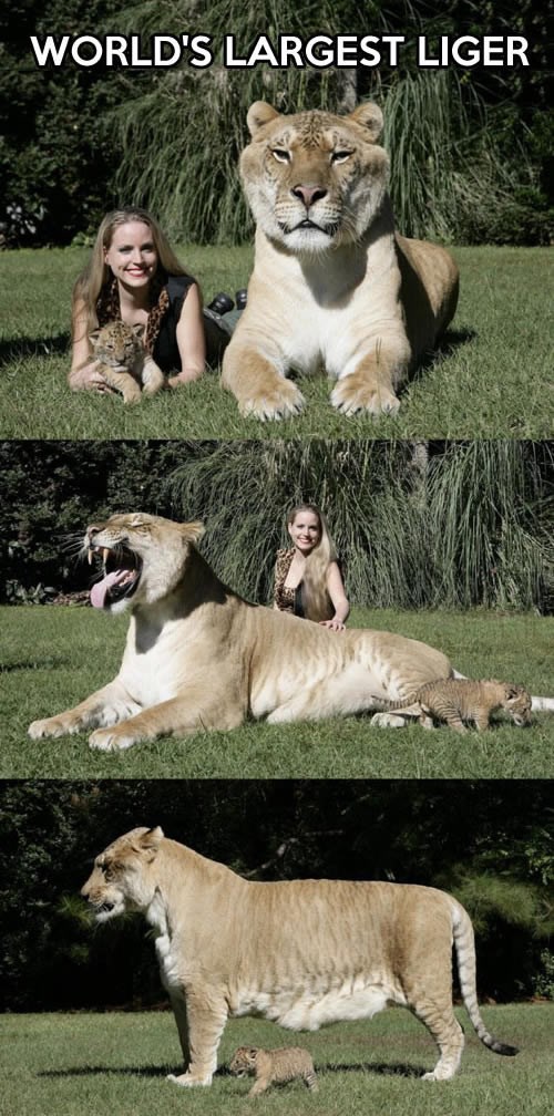 Najveći ligar na svijetu