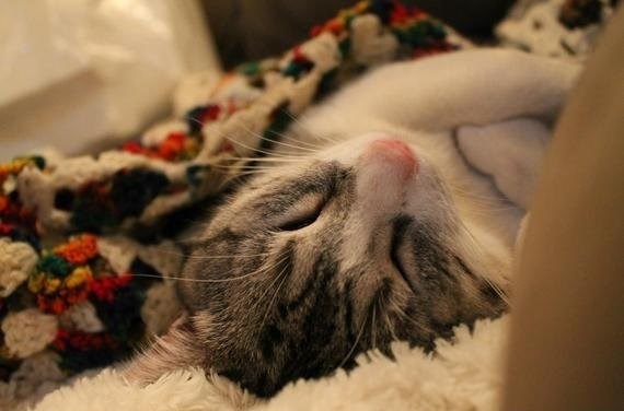 Snena maca blaženo sanja rajske poljane pune mišića