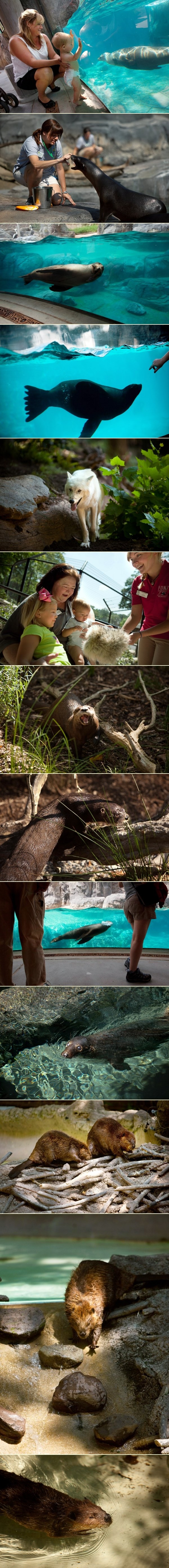 Simpatična životinjska ekipa iz američkog ZOO-a