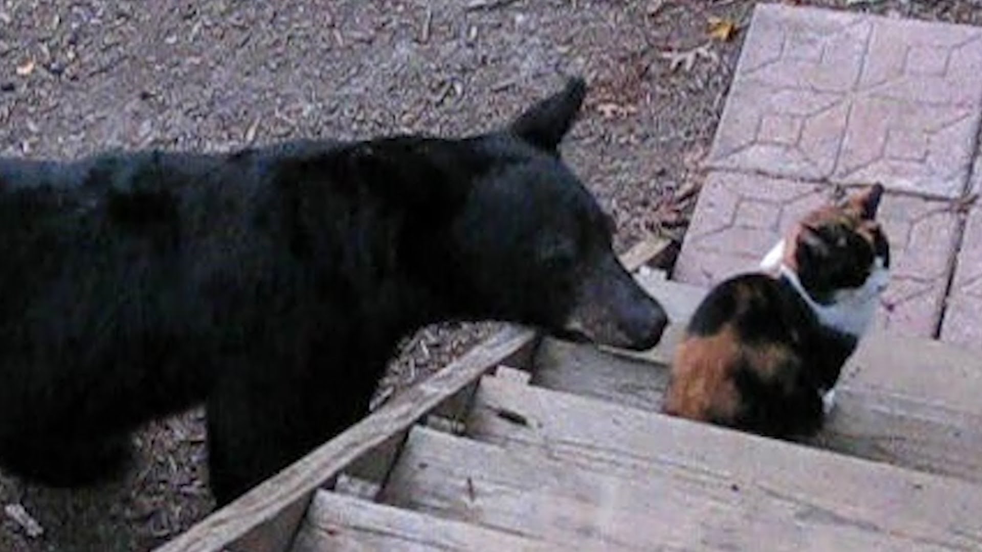 VIDEO: TOP 19 opakih mačaka koje ne znaju za strah