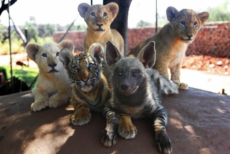Lavići, tigrić i hijena frendići od malih šapa