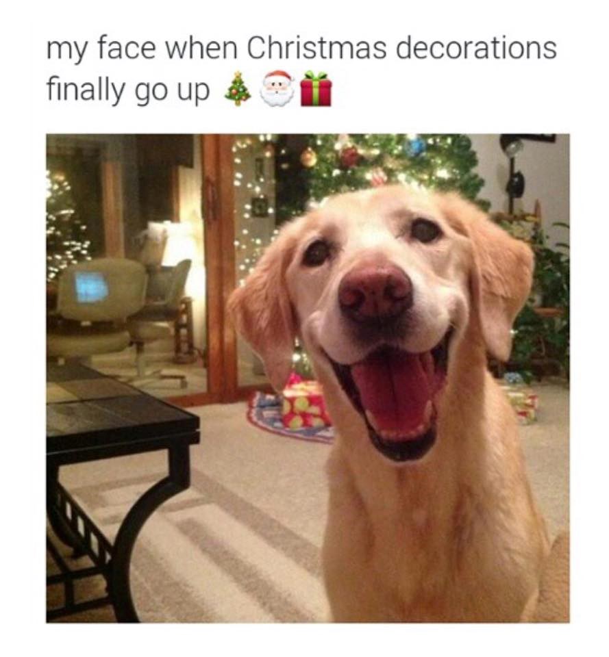 Sreća kad okitiš bor: Kad vi krećete?