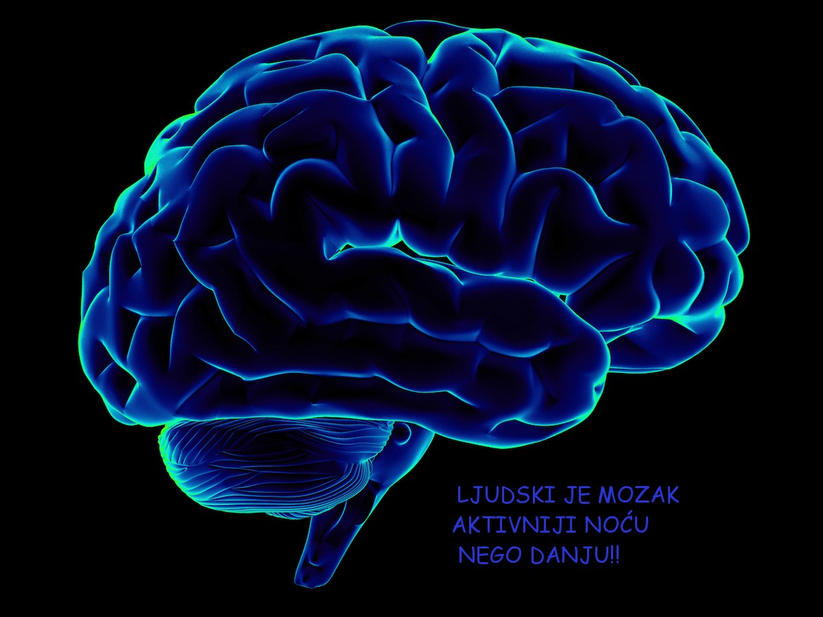 Ljudski je mozak noćna ptica (: