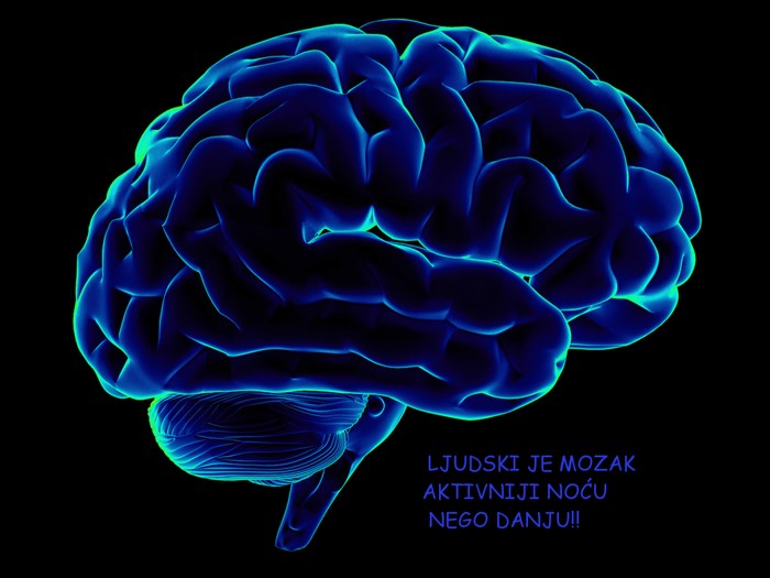 Ljudski je mozak noćna ptica (: