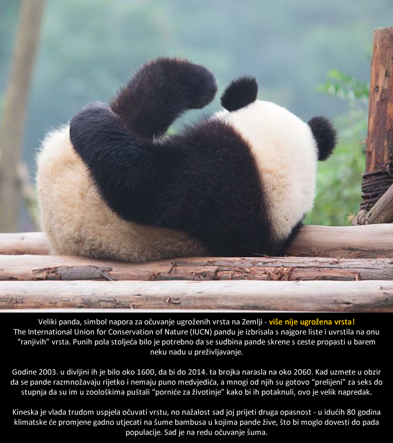 Pande više nisu ugrožena vrsta!
