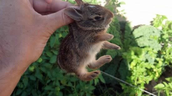 Najslađa štetočinica otkad je vrtova i salate